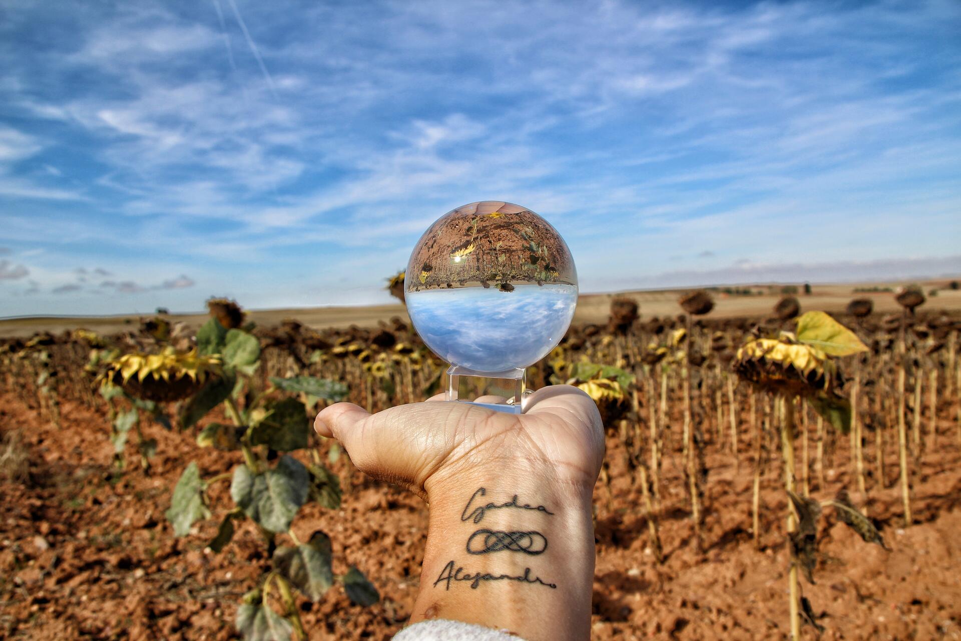 Campos de girasoles